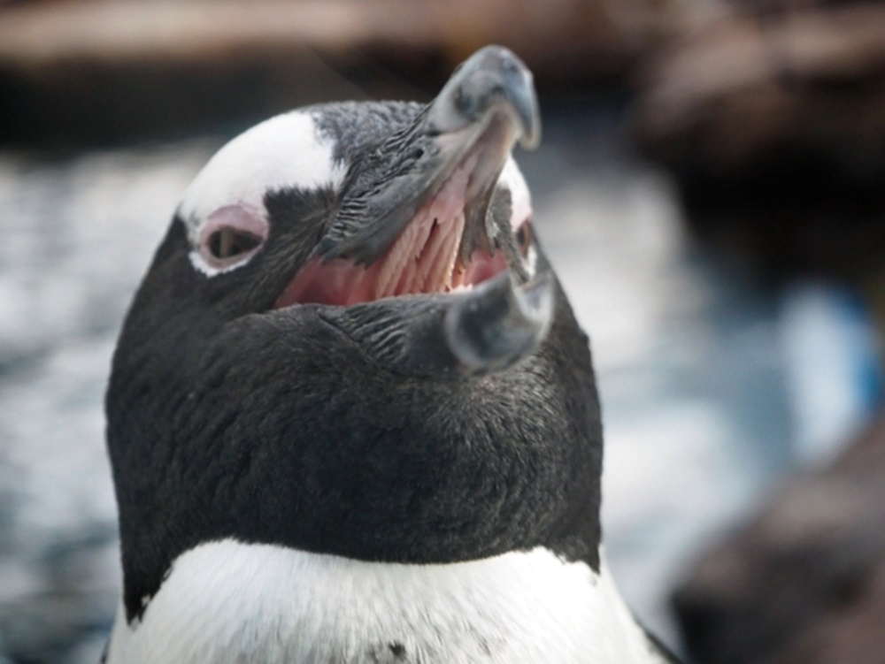 ペンギン 口の中